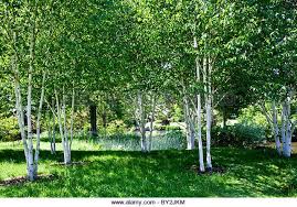 Birch Trees In Florida A Small Shady Copse Of Silver Birch Trees In An English Country Stock Photo Royalty Free Image 33864648 Birch Trees Garden Shade Trees Small Back Gardens