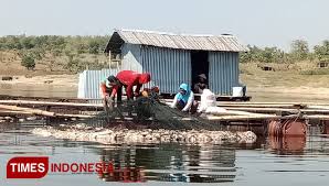 Tempat ini yakni salah satu waduk besar yang ada di indonesia. Cuaca Ekstrem Ikan Di Waduk Kedung Ombo Sragen Banyak Yang Mati Times Indonesia