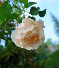 Maybe you would like to learn more about one of these? Berwarna Peach Mawar Bunga Fotografi Jarak Dekat Putih Lembut Mekar Berkembang Piqsels