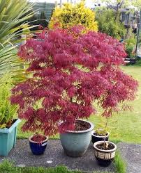 Acer In A Pot Acer Trees Potted Trees Japanese Garden