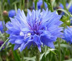 Free Image On Pixabay Cornflower Blue Summer Blue Flowers Big Leaf Hydrangea Flower Seeds