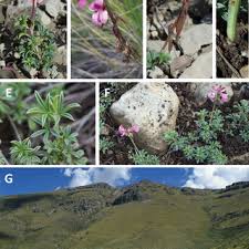 Image result for Indigofera subcorymbosa