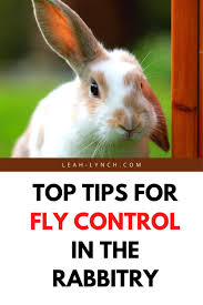 Fly Control In The Rabbitry In 2020 Fly Control Hobby Farms Easy Hobbies