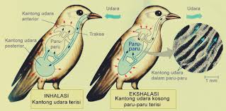 Untuk lebih jelasnya anda bisa membaca. Sistem Pernapasan Pada Burung Dan Mekanismenya
