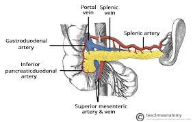 Image result for pancreas)