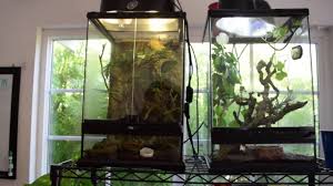 Exo Terra Vs Zoomed On Minitalls Youtube