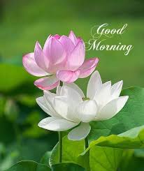 Pin By Azlanazila On Good Morning Good Morning Flowers Good Morning Beautiful Images Good Morning Greetings