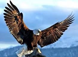 Pin By Fahrettin On Astrology Eagle Pictures Bald Eagle Eagles