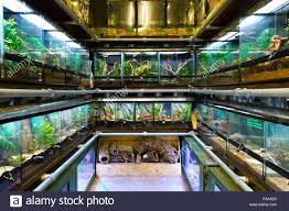 Where can you buy exotic animals? Reptile Pet Shops Near Me Online Shopping