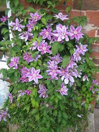 Check spelling or type a new query. Clematis Dr Ruppel Online Bestellen Schmid Gartenpflanzen