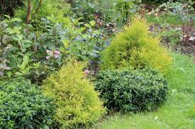 Image result for Hetaeria occidentalis