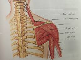 The human shoulder is made up of three bones: Shoulder Muscles Anatomy Diagram Quizlet
