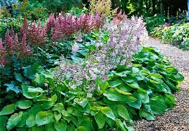 Learn more about growing and caring the texture and shape of hosta leaves are also diverse, ranging from smooth and narrow to ridged. Good Combinations With Hosta Plants Hosta Plants Hosta Gardens Layout Hosta Gardens