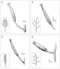 Image result for Triglochin bulbosa