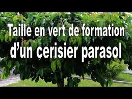Les Secrets De La Taille Et De La Greffe Des Arbres Fruitiers Bio Taille Cerisier Parasol In 2020