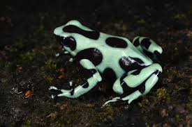 Poison Frog Porn, Part II: Costa Rica and Panamá — Exotica Esoterica