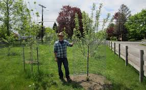 John strang from uk department of agriculture talks to tim about how to start an orchard, the best location, what fruit trees to plant that are less. Fruit Tree Orchard And Berry Patch Installation Natural Landscaping Gardening And Landscape Design In The Catskills And Hudson Valley Including Ulster County Ellenville New Paltz Kingston Accord Stoneridge And Woodstock