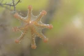 Lucernariopsis campanulata hat eine trichterförmige glocke, die bis 5 cm höhe werden kann. Stalked Jellyfish In A Rockpool Observation Uk And Ireland Ispot
