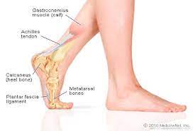 The muscles of the lower leg can divided into 3 main groups: Foot Picture Image On Medicinenet Com