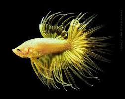 Pin By Ez Breezee On Poissons Fishes Betta Beautiful Fish Betta Fish