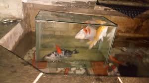 Ikan hias kecil adalah salah satu pilihan yang cocok untuk kolam minimalis di rumah anda. Kolam Ikan Unik Dengan Aquarium Terbalik Konsep Ikan Terbang Youtube