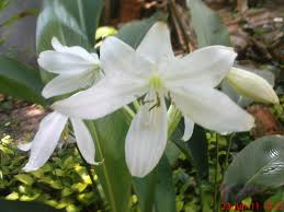 Bunga lily merah atau bunga bakung | butani channel. Bunga Bakung Putih Riani S Flower Weblog