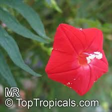Image result for Ipomoea hochstetteri