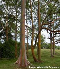 We did not find results for: Types Of Eucalyptus Trees Leaves Flowers Bark Pictures