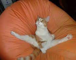 20 Amazingly Flexible Cats Who Are Laughing In The Face Of Gravity I Can Has Cheezburger Funny Cats And Dogs Funny Cats Funny Cat Compilation