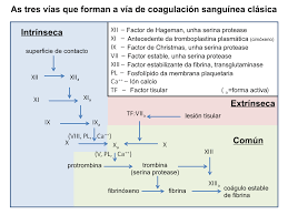 Image result for Anticoagulation Pathway