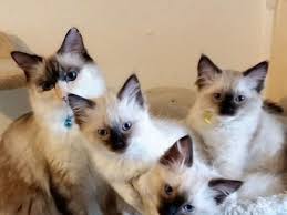Their coat is extremely easy to care for. Ragdoll Cats For Sale Group 14621 Ny 291178 Petzlover