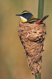 Pin On Mangeoires D Oiseaux Sous Toutes Les Formes