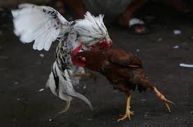 Maybe you would like to learn more about one of these? Hashtag Sabungayambali Di Twitter