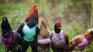 Daftar koleksi suara asli ayam mutiara di bawah ini Kenapa Sih Ayam Berkokok Di Pagi Hari Ini Penjelasan Ilmiahnya