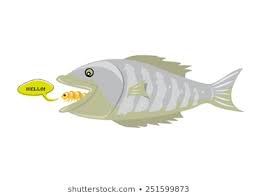 Image result for Cymothoa Exigua images