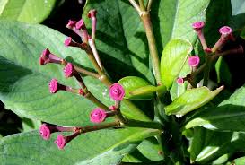 Image result for Euphorbia umbellata