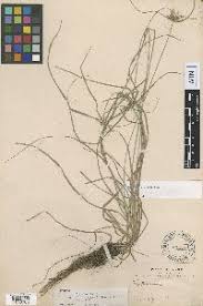 Image result for Courtoisina cyperoides