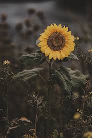Maybe you would like to learn more about one of these? Grunge Flowers Explore Tumblr Posts And Blogs Tumgir