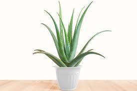 Image result for Aloe barendii
