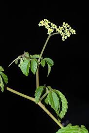 Image result for Vitaceae