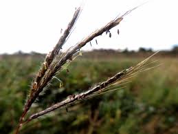 Image result for Dichanthium
