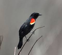 Black Bird With Red Stripe On Wing Red Winged Blackbird Black Bird Beautiful Birds Beautiful Creatures