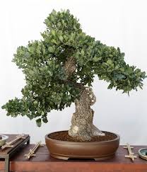 Como Hacer Un Bonsai De Un Arbol Normal Bonsai Arboles Bonsai Raiz De Arbol