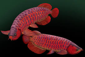 Freshwater Aquarium Fish Species Pets World