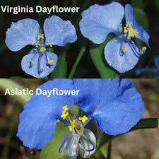 Image result for Commelina schweinfurthii
