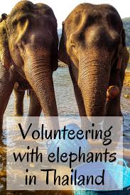 Volunteering At Elephant Nature Park What S It Like Elephant Nature Park Southeast Asia Travel Asia Travel