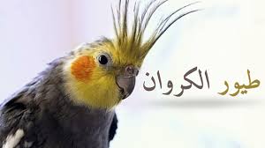 تفسير رؤية الشيطان في المنام والتعوذ منه، قد نجد عدد كبير من الناس يسألون عن تفسير الحلم بالشيطان الرجيم في احلامهم والتعوذ منه، وقد تختلف التفسيرات لذلك؛ إلا أنه من الضروري أن يدرك الشخص أن كثير من الأحلام التي يراها هي انعكاس لما يفكر به أو. ÙƒÙŠÙÙŠØ© Ø¹Ù„Ø§Ø¬ Ø¹ØµÙÙˆØ± Ù…Ø¬Ø±ÙˆØ­