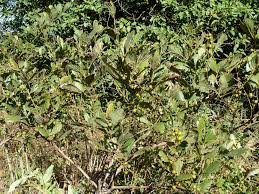Image result for Rhoicissus tridentata