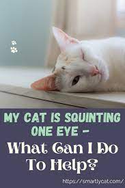 My Cat Is Squinting One Eye What Can I Do To Help Cats Kitten Eyes Cat Care
