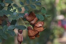 Image result for Ormocarpum